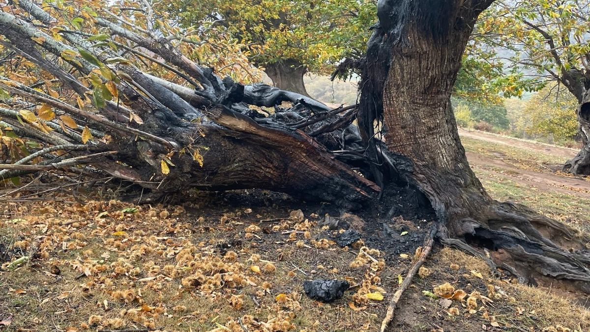 SEO exige investigar la destrucción de una decena de castaños centenarios en los incendios provocados en Cantabria