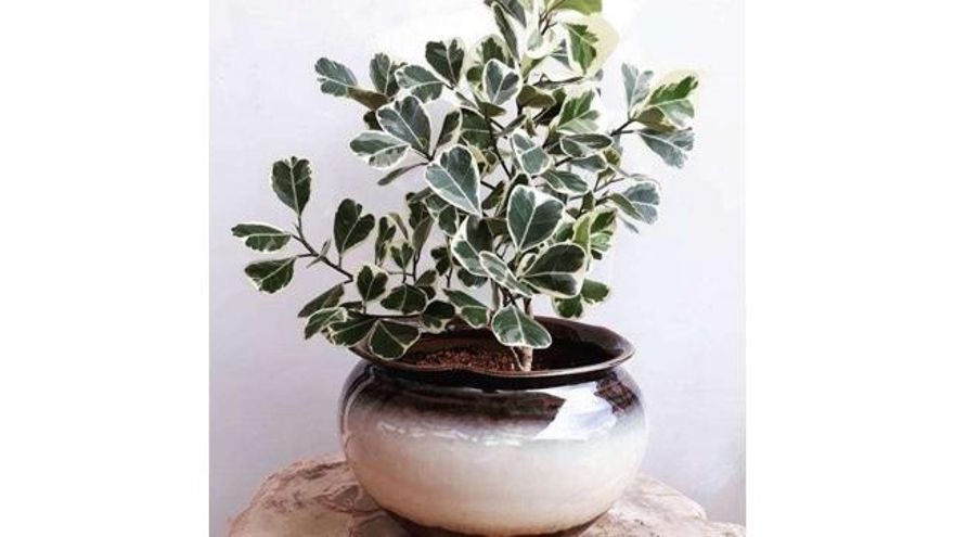 Ficus triangularis