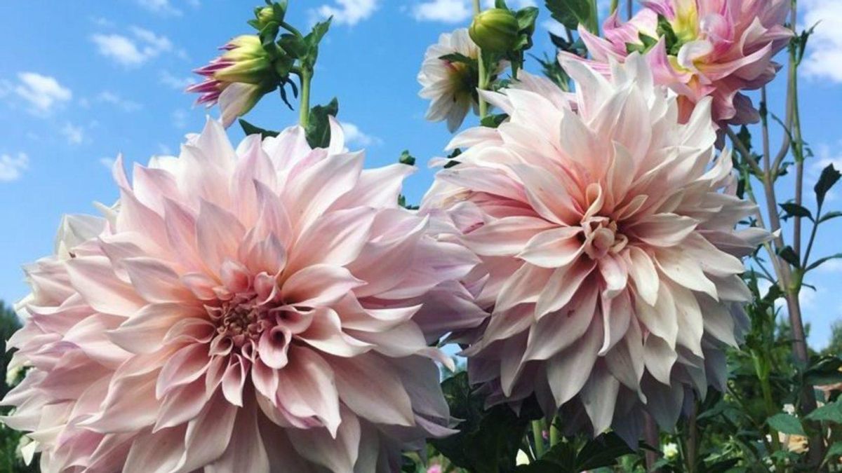 Floristas, artesanos y expertos participarán en esta cita en torno a las flores y que inundará de olores esta plaza de Barcelona