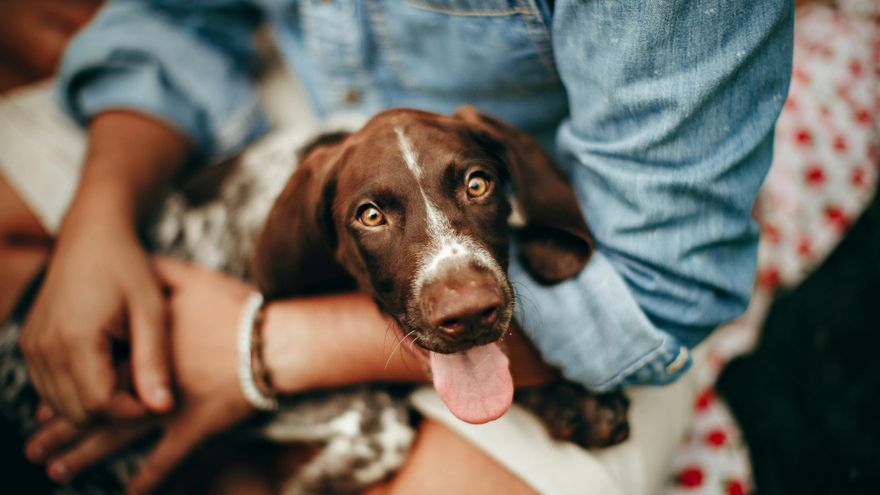 Héroe de cuatro patas: este perro alerta a su dueña antes de sufrir una crisis epiléptica