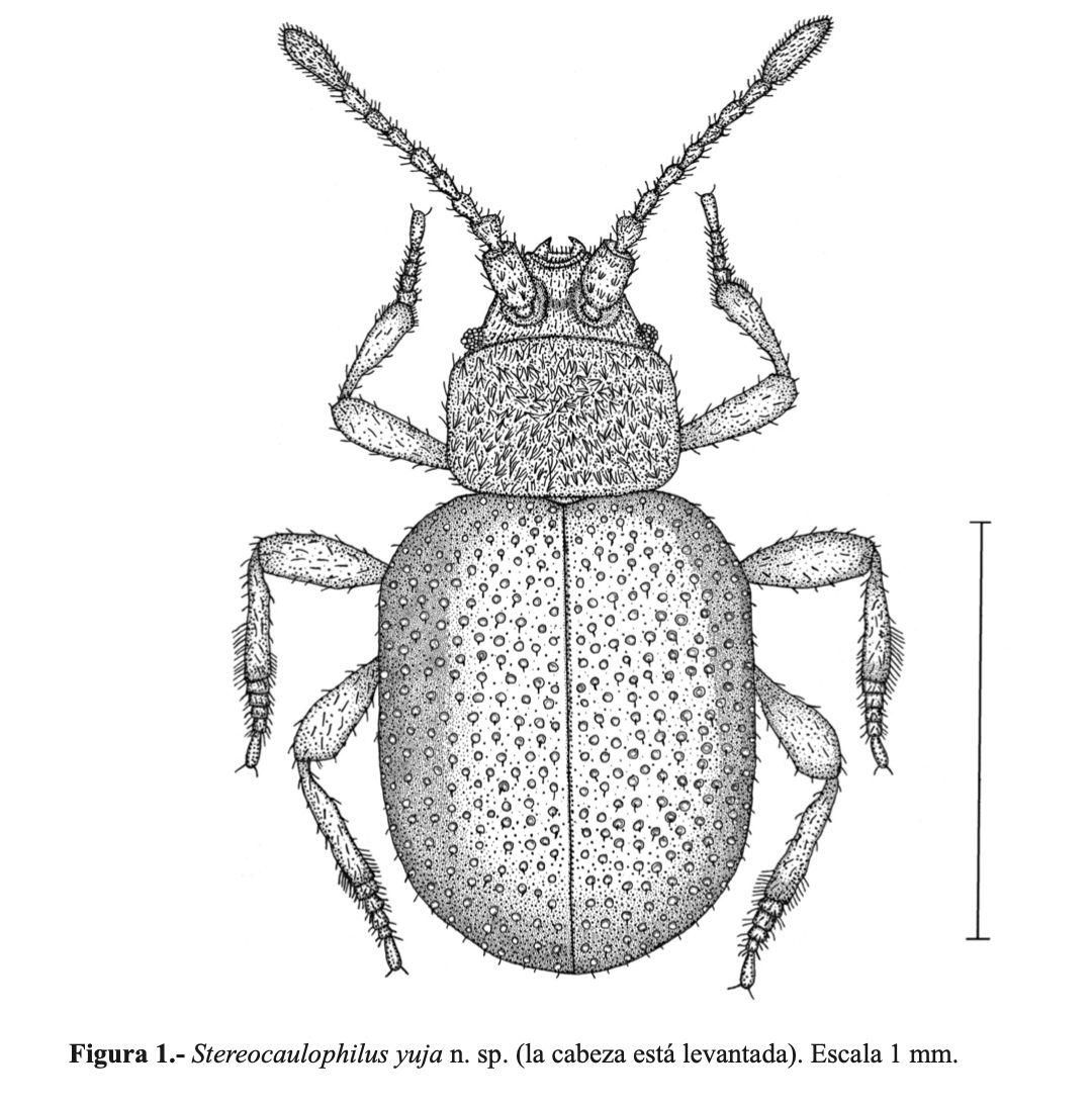 La nueva especie, en la imagen, lleva el nombre de 'Stereocaulophilus yuja'.