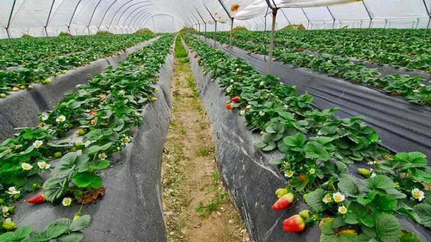 El Gobierno le pasará la factura a Andalucía si Europa impone multas por el indulto a regadíos ilegales en Doñana