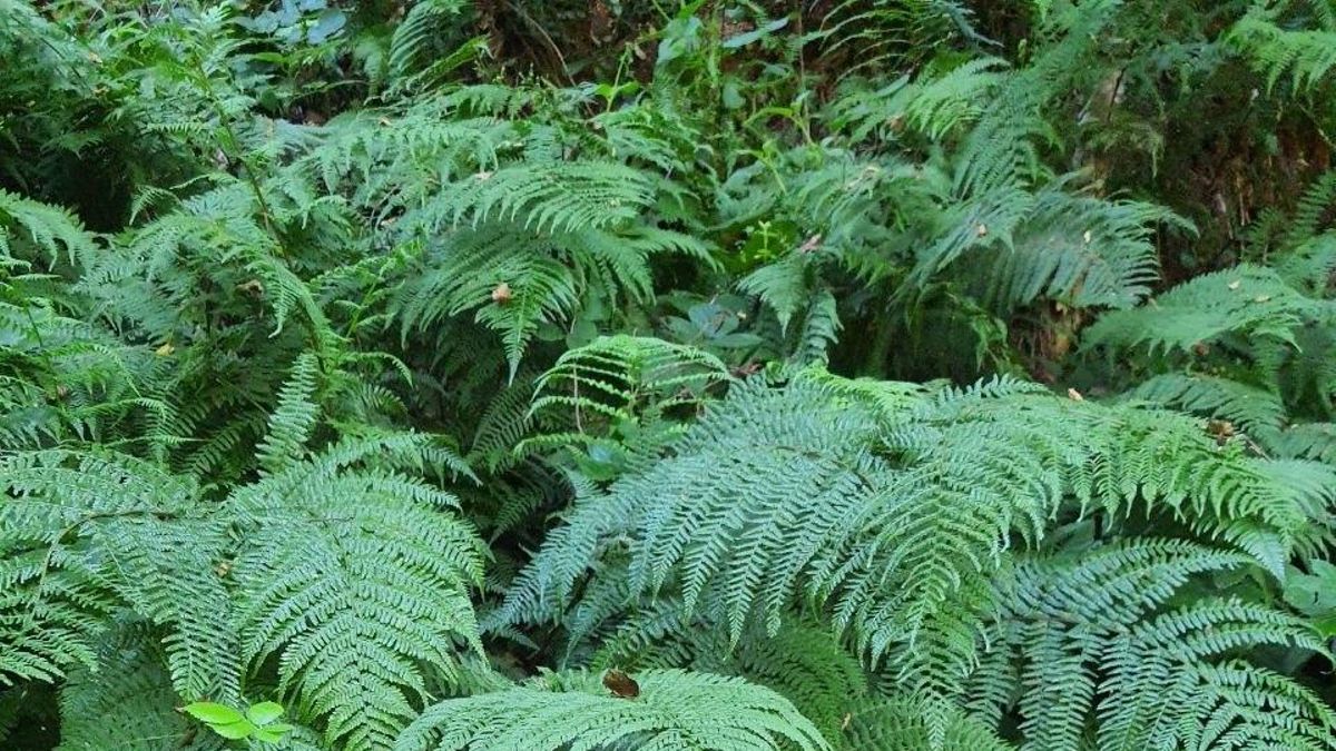 Un estudio de la Universidad de Oviedo apunta al helecho común como posible 'enemigo' de la ganadería y la biodiversidad