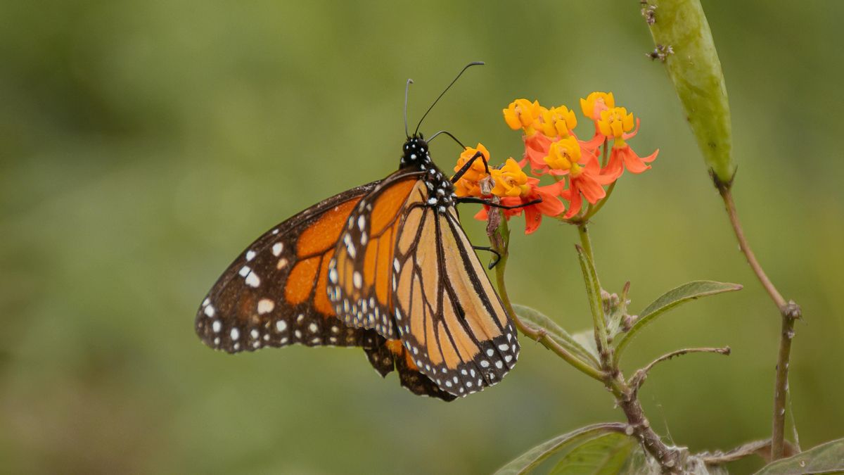La mariposa monarca se recupera: claves del aumento del 64% en México