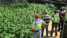 Marihuana decomisada por la Guardia Civil en Alcalá de Guadaira (Sevilla)