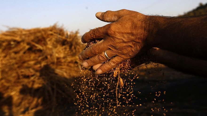 Paraguay exporta alimentos por 352 millones de dólares en los primeros nueve meses de 2025