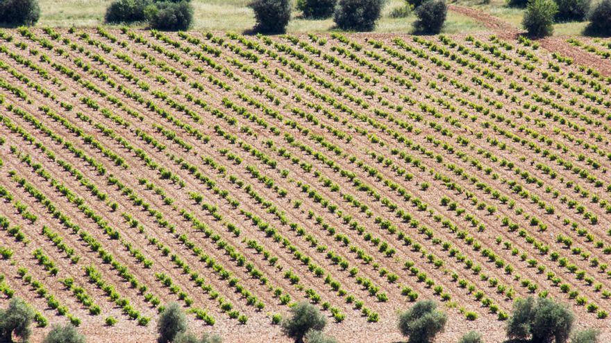 UPA pide al Gobierno que se retrate: “El vino es, sin duda, el sector agrícola que peor lo está pasando”