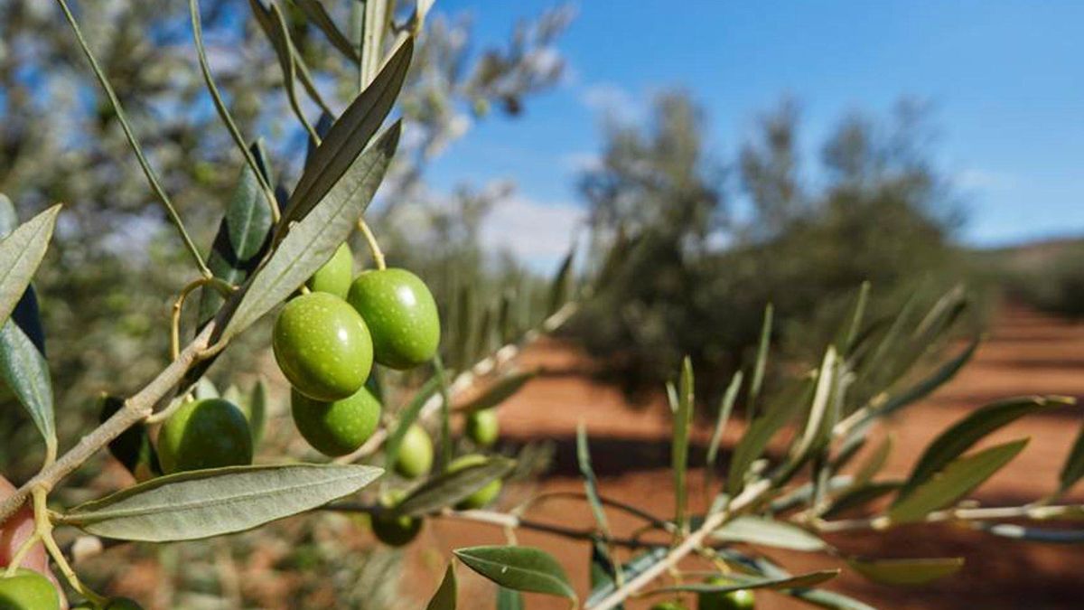 Una 'spin-off' del CSIC impulsa la agricultura de precisión con tecnología que analiza cada árbol de modo individual