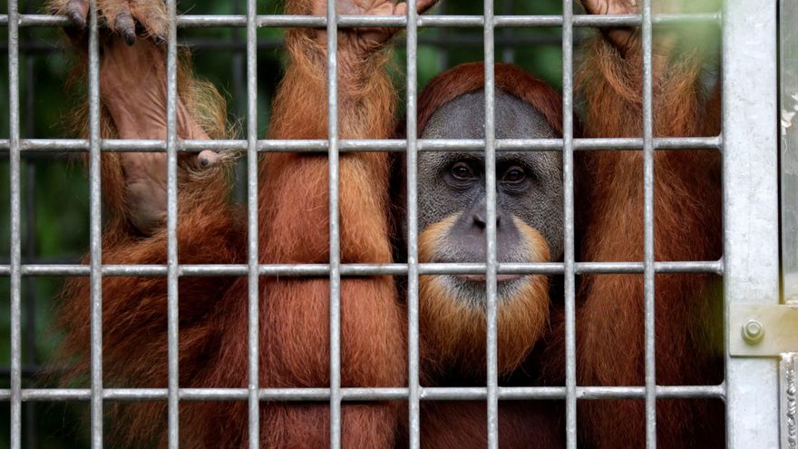 Rescatan a dos orangutanes tras pasar años en jaulas precarias en Indonesia