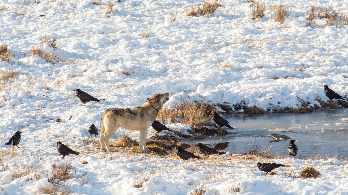 Lobos y cuervos en un charco de Yellowstone.