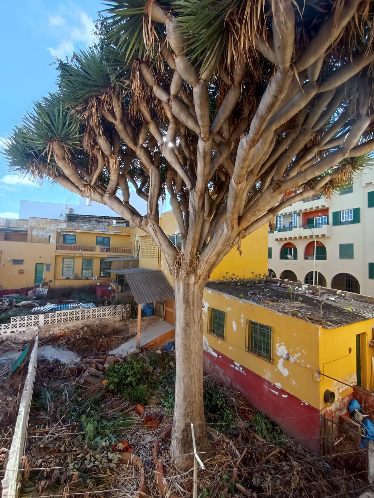 Drago en riesgo calle Mazurca.