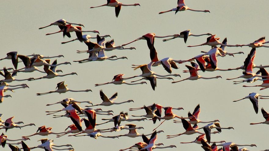 Doñana no levanta cabeza: la peor invernada de su historia acaba con un 60% menos de pájaros