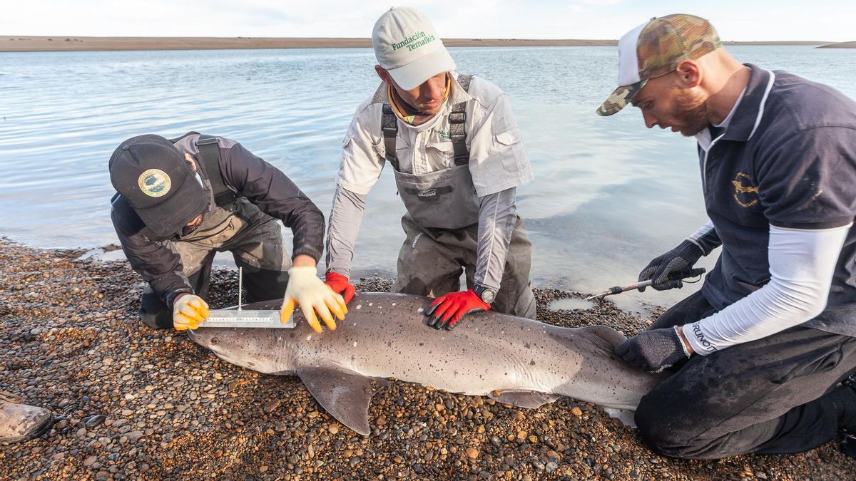 A la derecha, Agustín De Wysiecki, en un muestreo de gatopardo en Caleta Valdés (Chubut), de la mano de ProyectoArrecife y con la colaboración de Temaikén.