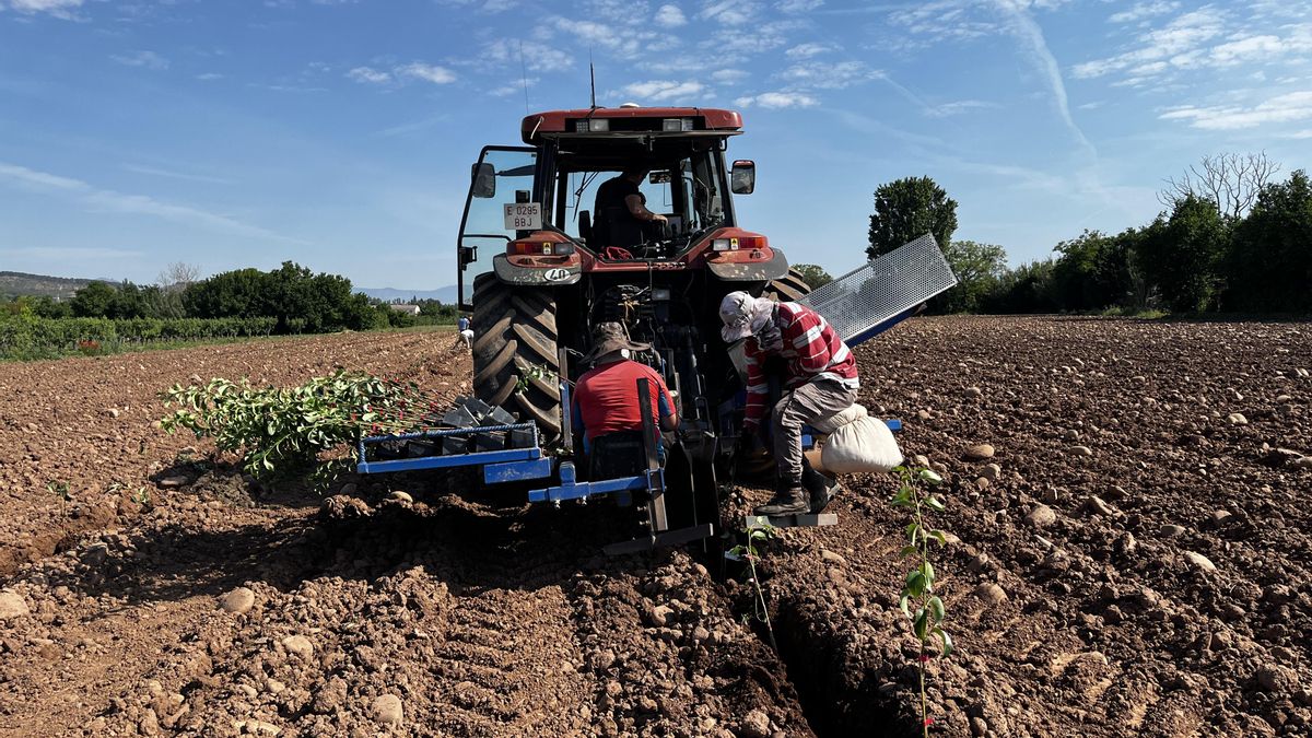 Campo demostrativo "Evaluación de patrones y variedades de peral tolerantes al fuego bacteriano"