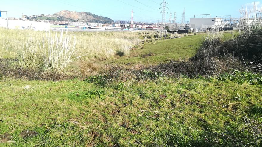 Zona de Cacicedo invadida por plumeros donde se está llevando la intervención