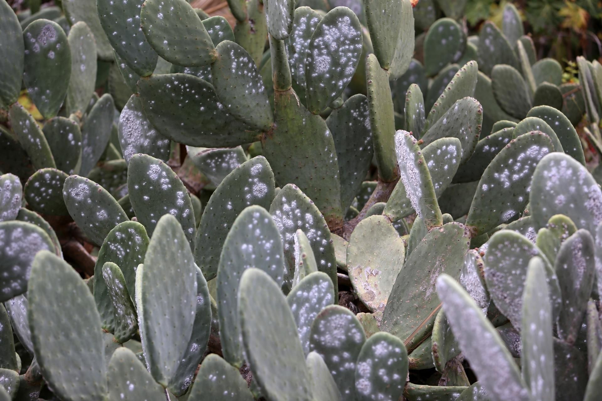 La primavera lleva a Arteara. (Alejandro Ramos).