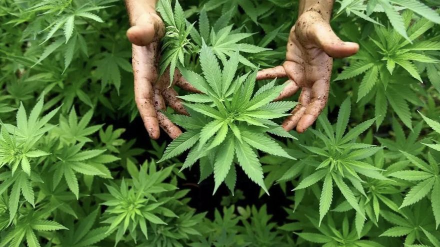 Día Mundial de la Marihuana: ¿por qué se celebra el 20 de abril?