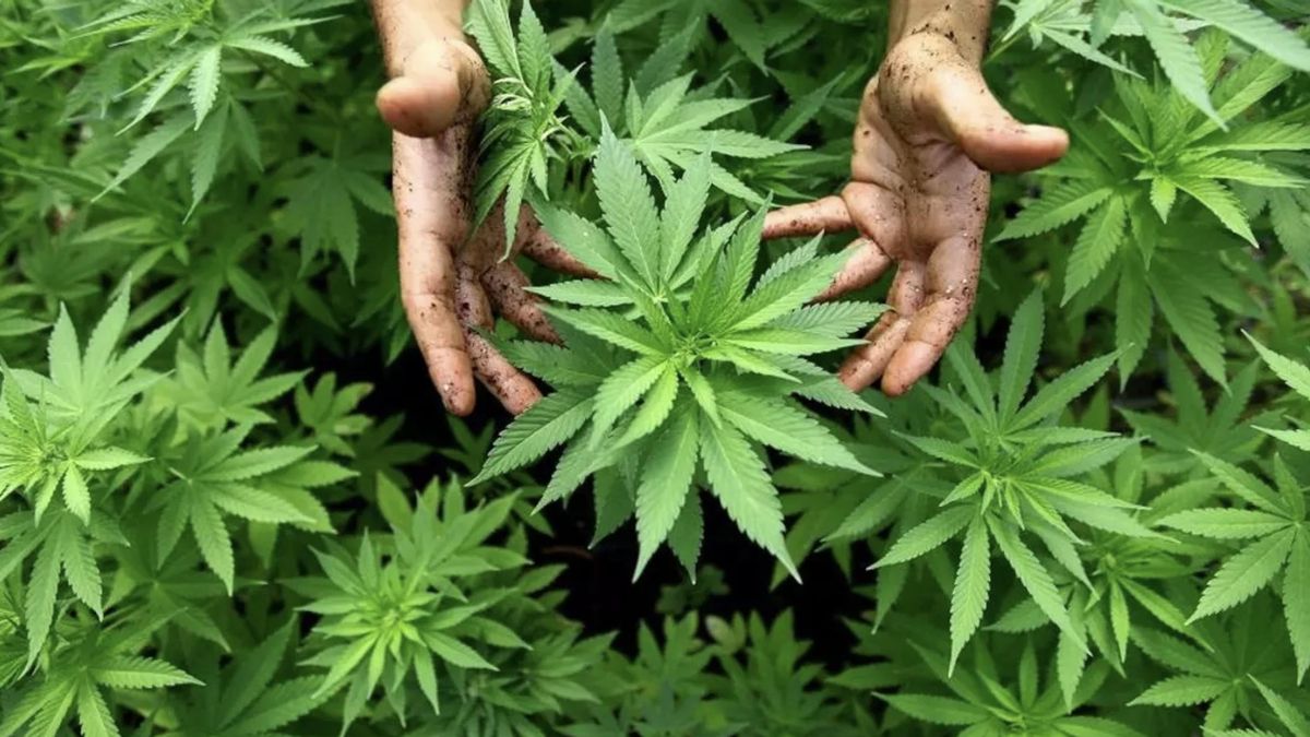 Día Mundial de la Marihuana: ¿por qué se celebra el 20 de abril?