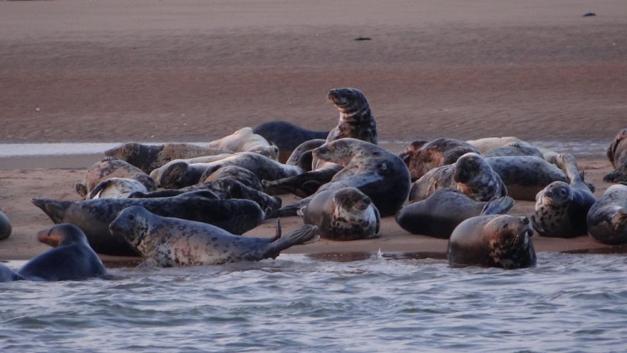 Las inquilinas de Newburgh Seal Beach.