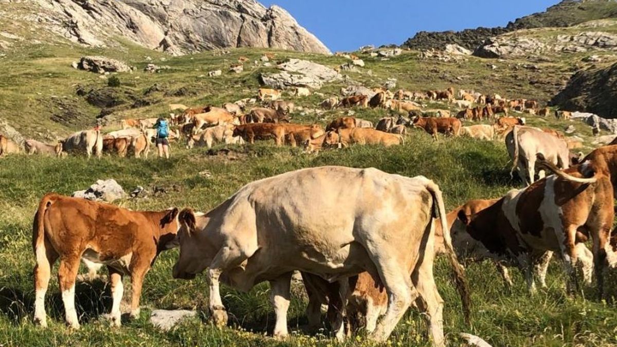 Ganadería en el Valle de Broto / Imagen de archivo