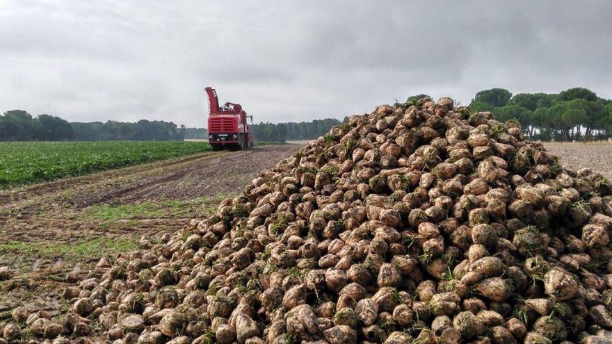 La Junta de Castilla y León ve positivo el acuerdo UE-Mercosur si se garantiza la reciprocidad