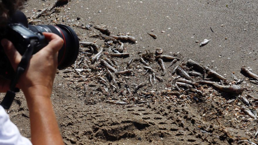 El Mar Menor se enfrenta a otro "proceso avanzado" de anoxia