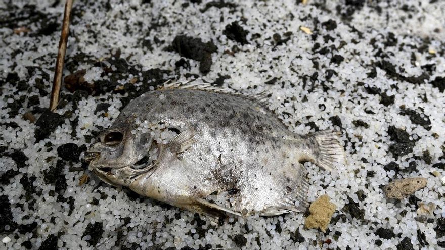 Peces llenos de bolas, kilómetros de costa contaminada y años de limpieza: lecciones de otros vertidos de pellets