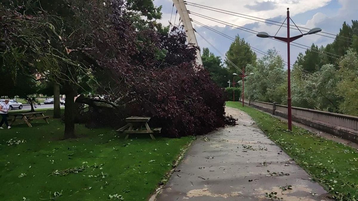 Arbol caído en León tras la tormenta.