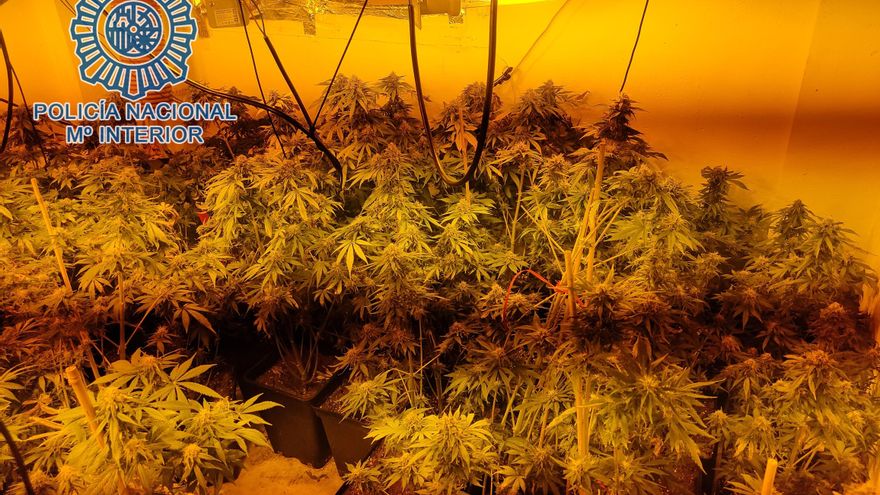 Plantaciones en el interior de una de las viviendas.