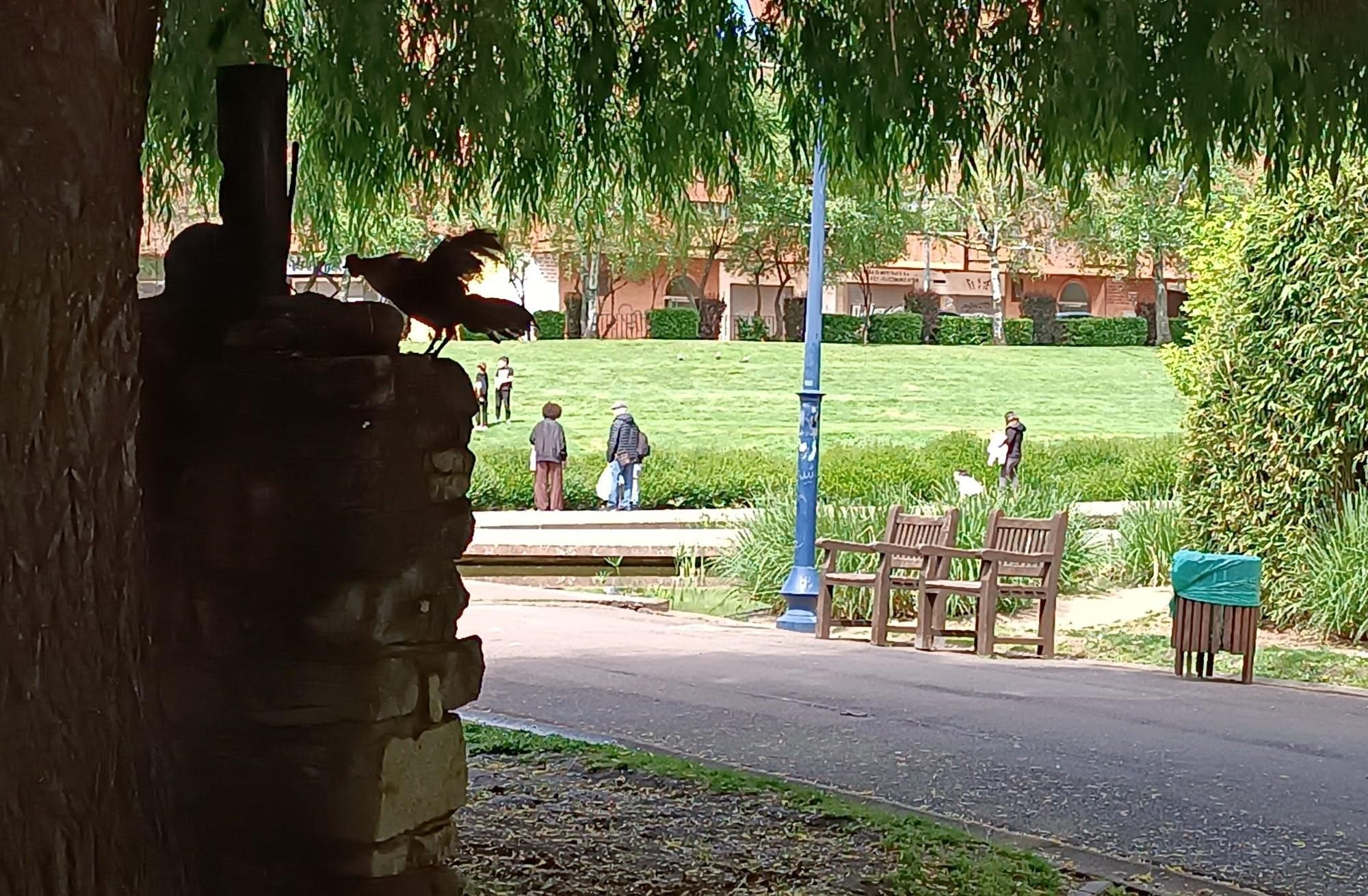 El gallo encaramándose a una escultura del parque leonés y a los árboles mientras niños y adultos pasean.