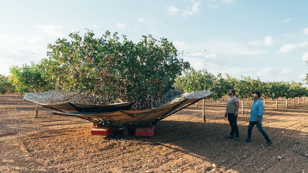 El sector del pistacho celebra el protocolo firmado por el Gobierno español para exportar a China