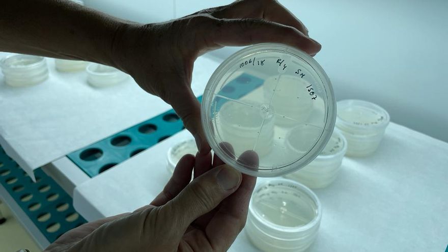 Laboratorio de la Cooperativa del Campo Santa Monica de Balazote