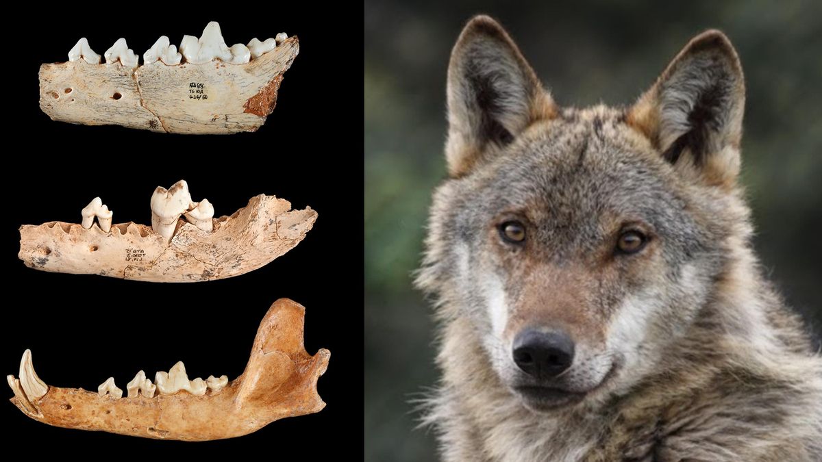 A la izquierda mandíbulas de 'Canis mosbachensis' de los yacimientos de la Sierra de Atapuerca 