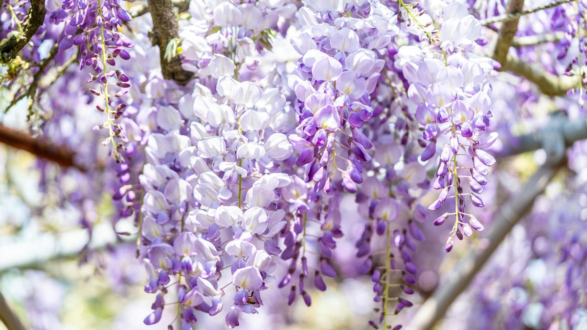 Cuatro parques de Madrid donde disfrutar del espectáculo de las glicinias en flor