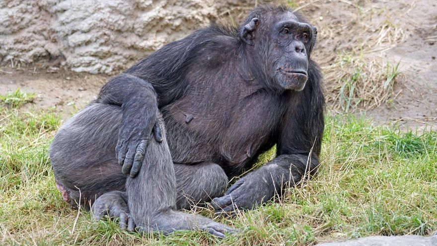 La menopausia de las chimpancés y la evolución de las señoras