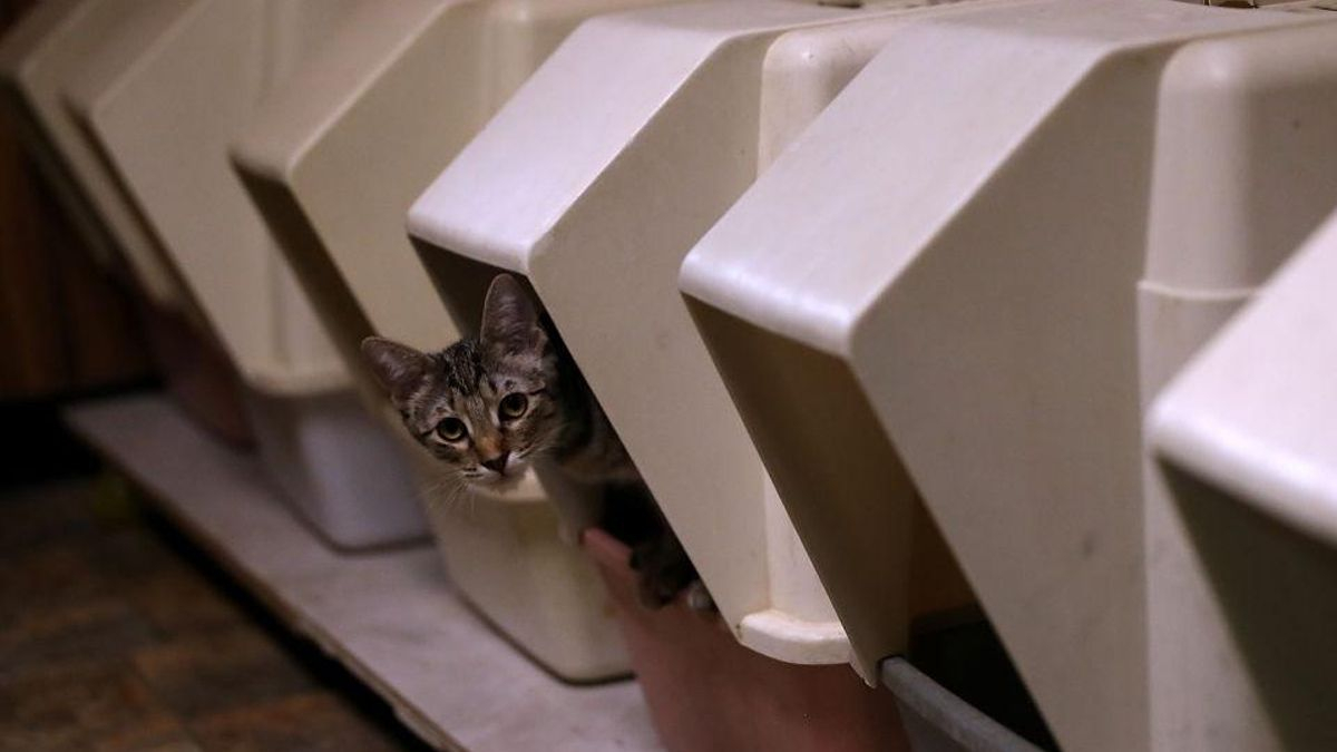 La ciencia del arenero gatuno: cómo debe ser y cómo mantenerlo limpio, según los expertos