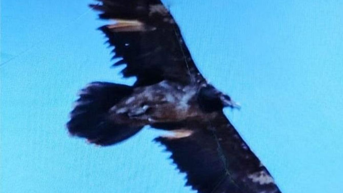 Imagen del ejemplar visto en Monfragüe