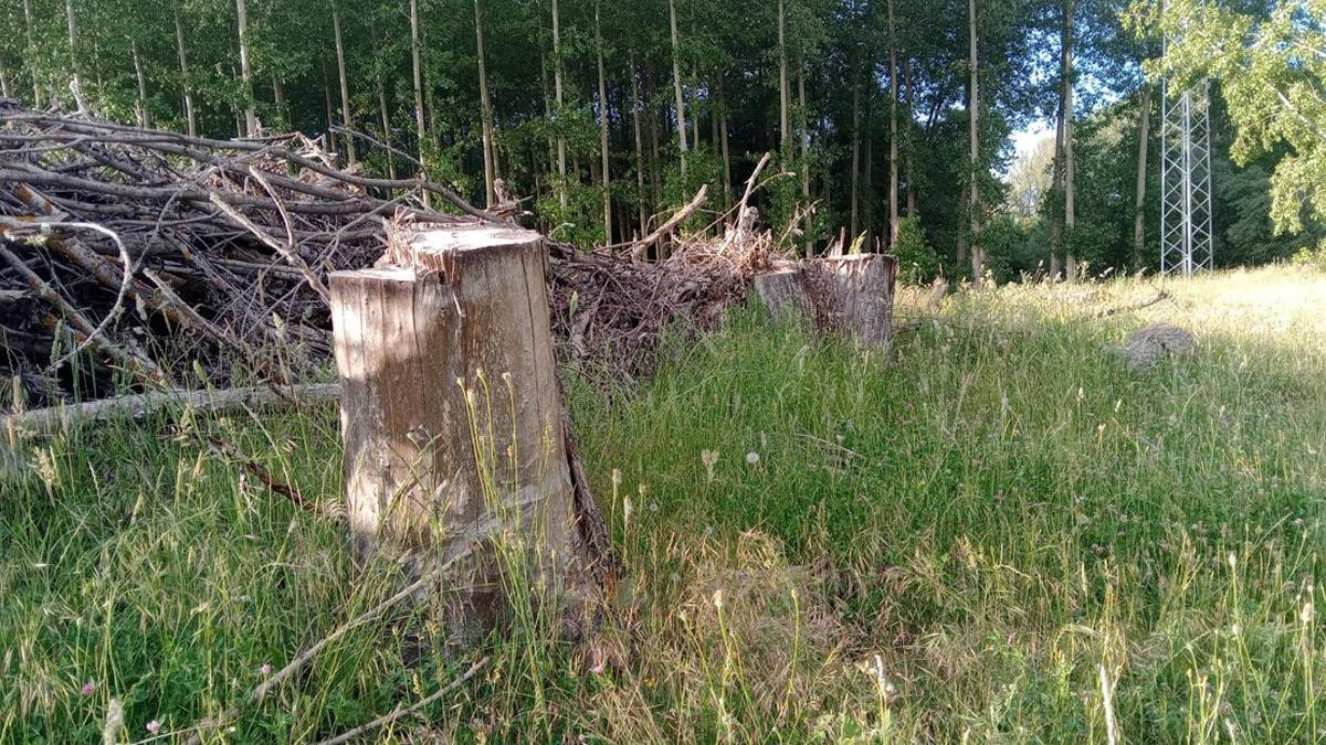 Madera cortada en una chopera del Órbigo.