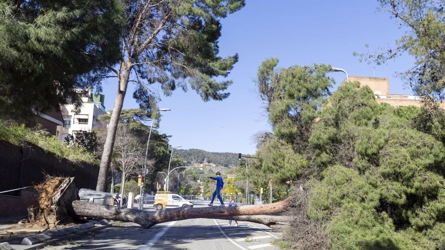 Un árbol caído en la zona alta de Barcelona este jueves.
