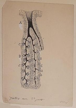 Glándula gástrica de gato