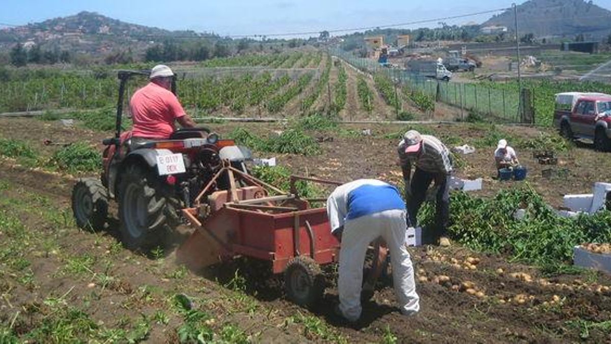Recogida de papas en el campo de Gran Canaria.