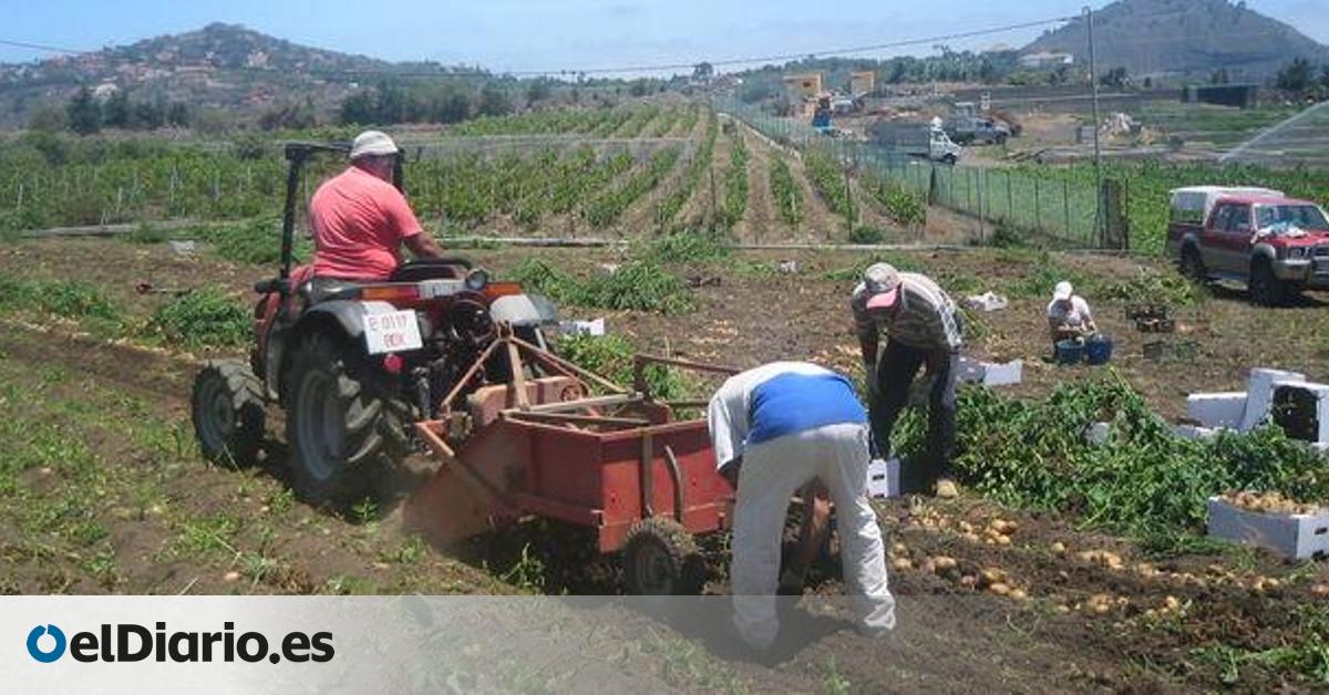 Los productores de papas ‘piden permiso’ a los importadores para vender su cosecha sin sobresaltos