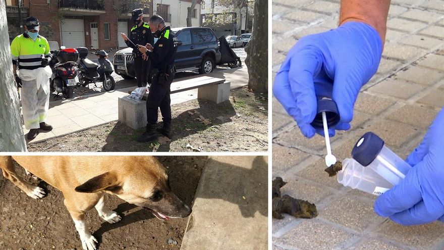 El 'CSI' de las cacas de perro: más de 80 ciudades rastrean el ADN de las heces en la calle para multar a sus dueños