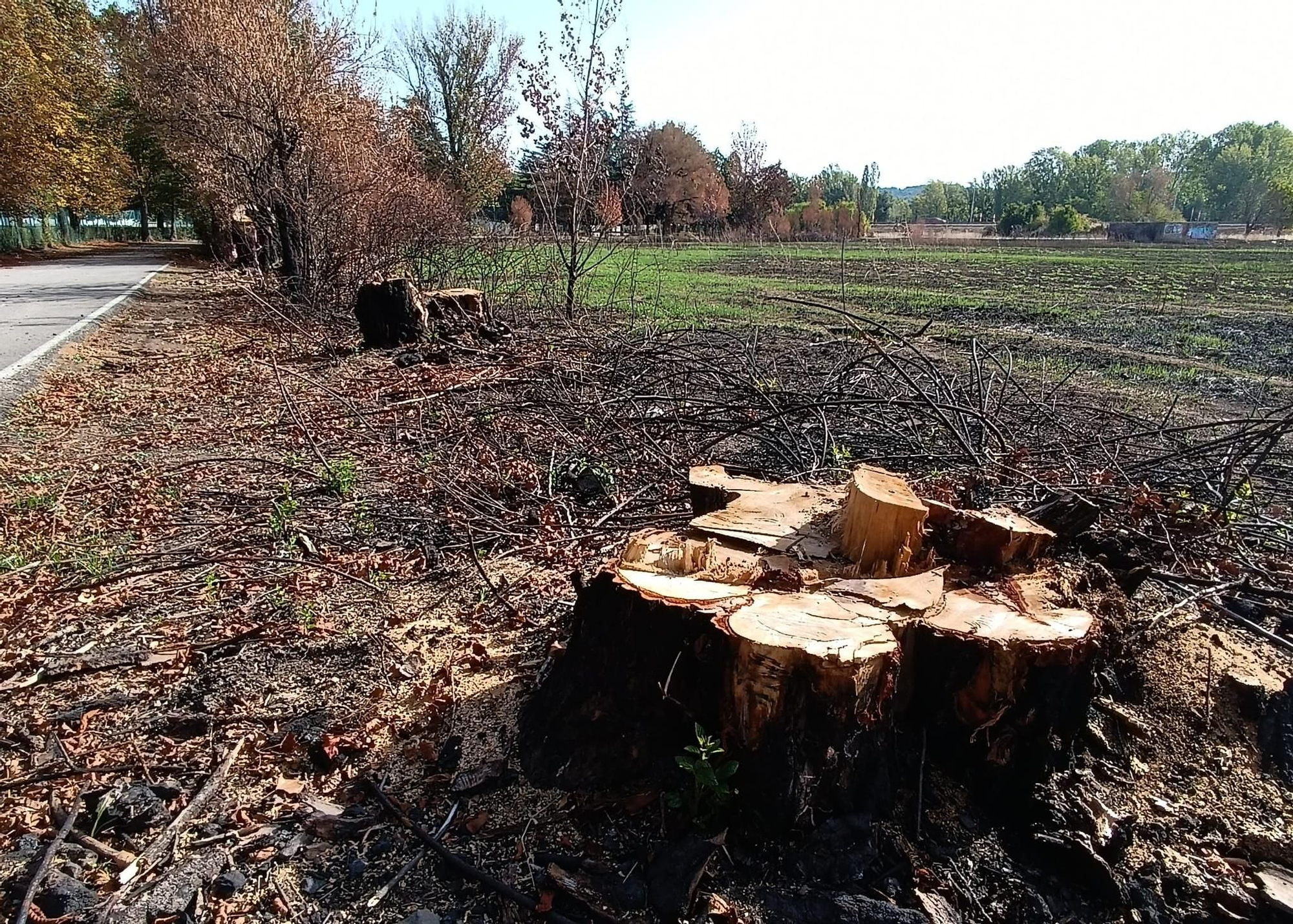 Grandes árboles talados tras el incendio forestal entre La Candamia y el Parque de La Granja en agosto.