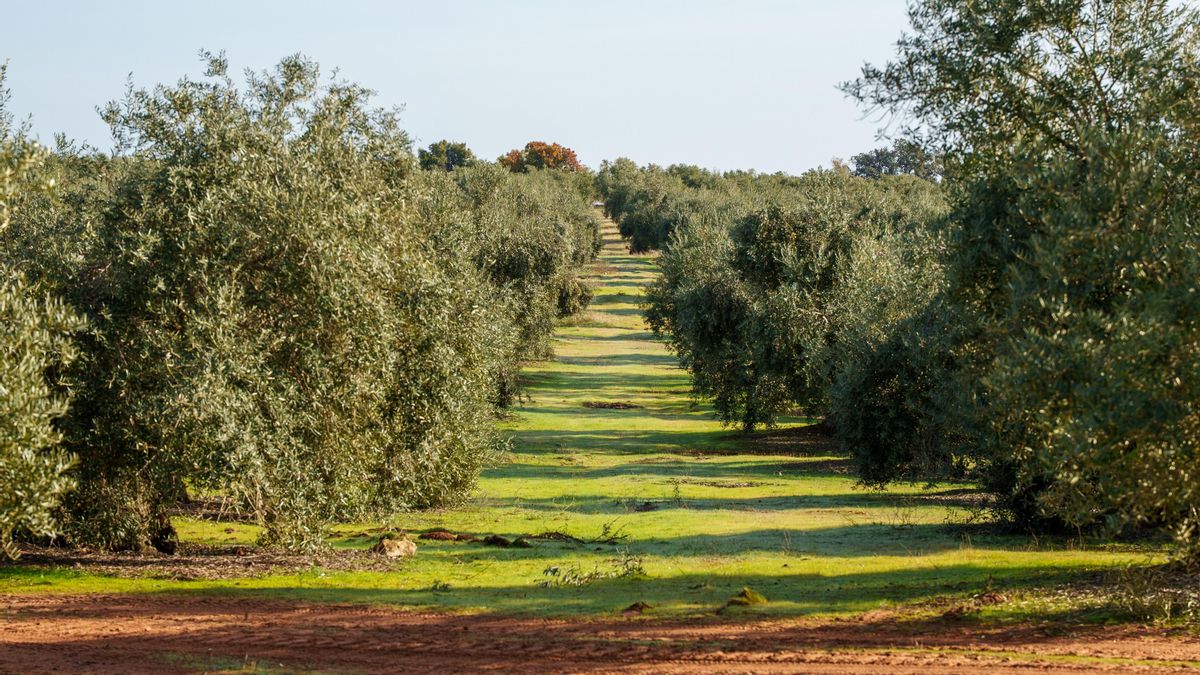 La época romana integró el aceite en sistemas económicos de gran escala