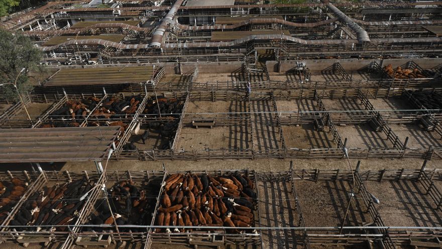 Después de 122 años, el Mercado de Hacienda deja la Ciudad de Buenos Aires y se muda a Cañuelas