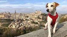 Pipper el perro viajero