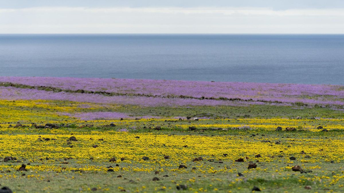 Campos de violetas, colinas verdes: así ha cambiado el agua el paisaje lunar de Lanzarote
