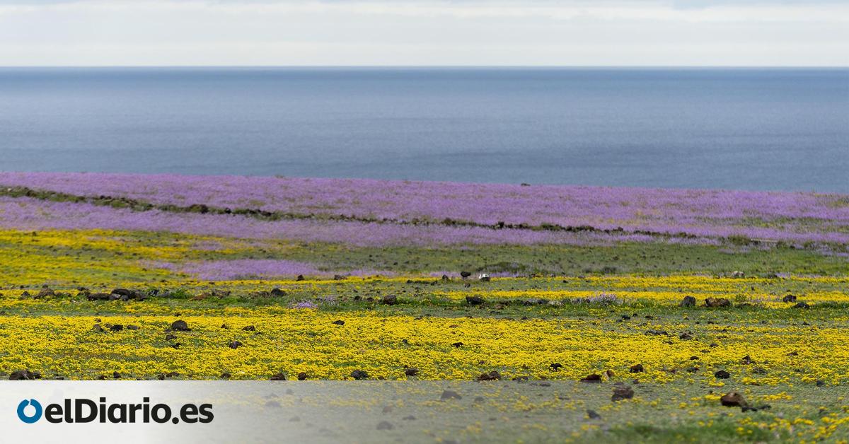 Campos de violetas, colinas verdes: así ha cambiado el agua el paisaje lunar de Lanzarote