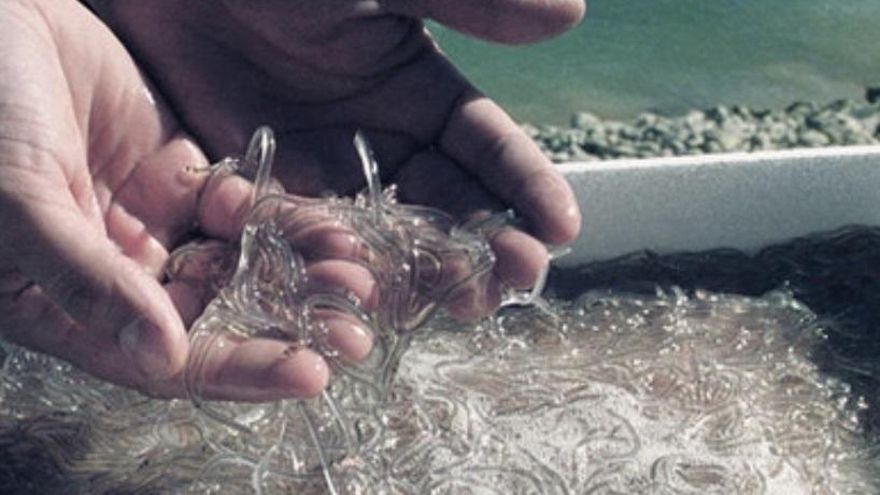 Los anguleros vascos han capturado menos de 200 kilos, el 39,69% de lo permitido, en la primera campaña profesional